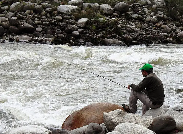 Angling or trout fishing in Baspa River near Hotel Batseri.